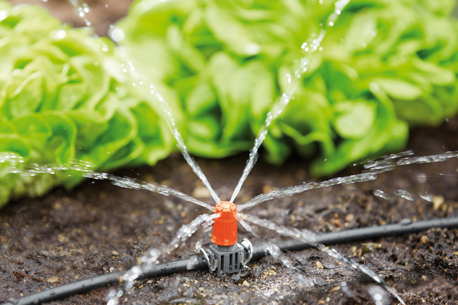 Eine automatische Bewässerung sorgt dafür, dass Garten- und Balkonpflanzen immer genug Wasser haben. Das «Micro-Drip»-Schlauchsystem von Gardena bringt das Wasser wahlweise mit Sprühern oder Tropfern direkt zu den Pflanzen. Das System ist schnell eingebaut und beliebig ausbaubar. In Kombination mit einem Bewässerungscomputer lässt sich die Wasserzufuhr bedarfsgerecht steuern. Husqvarna.